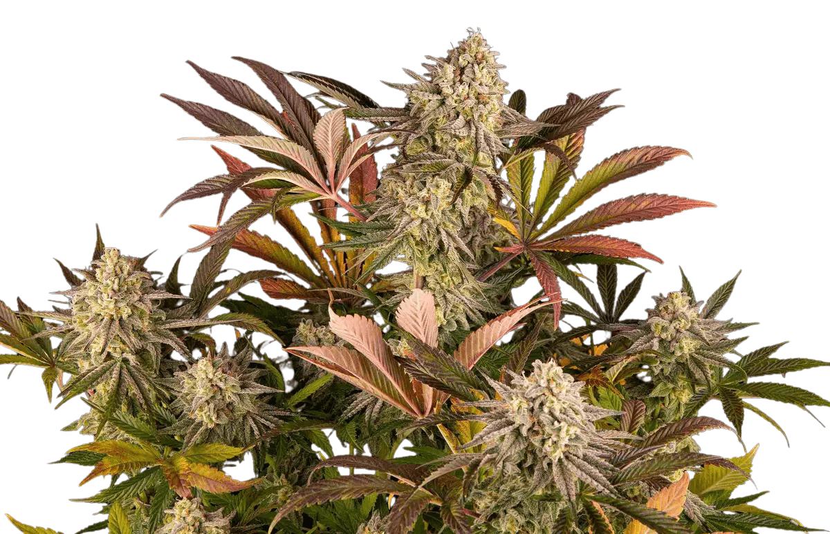Med. Cannabis