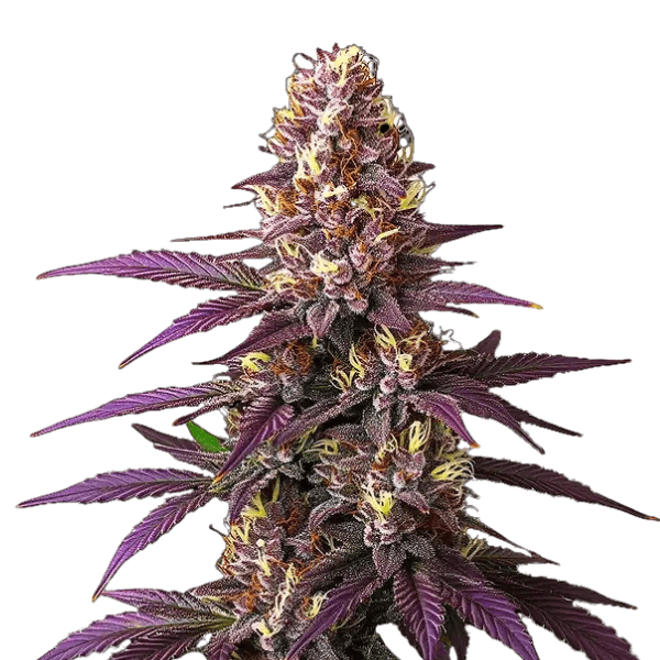 Med. Cannabis