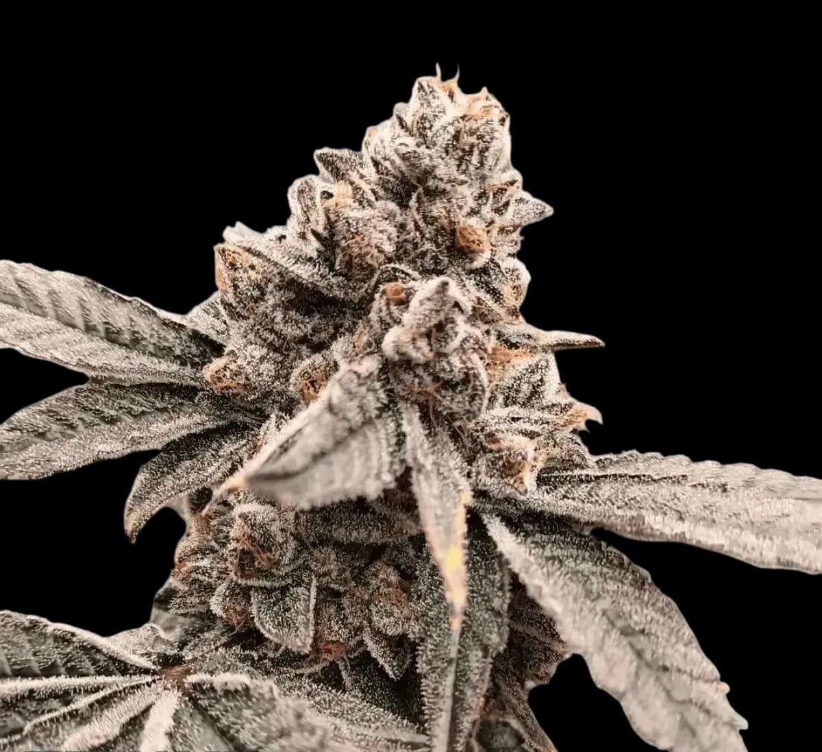 Med. Cannabis