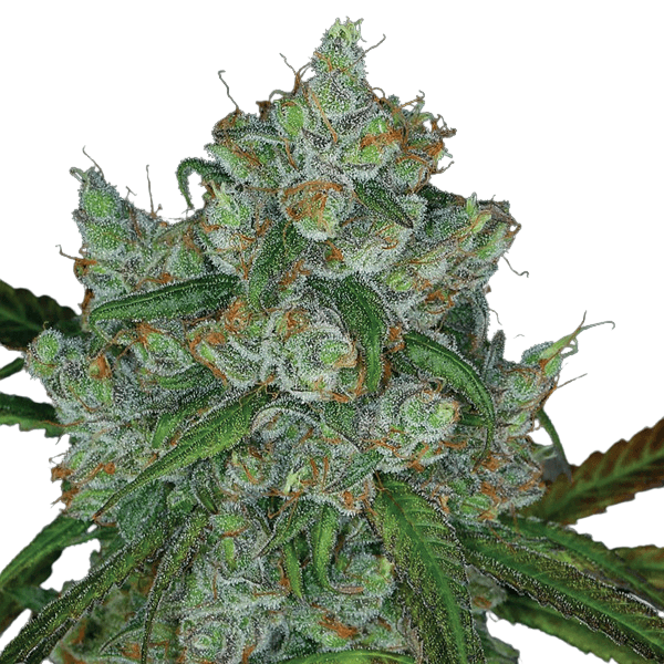 Cannabis der Sorte Bruce Banner #3