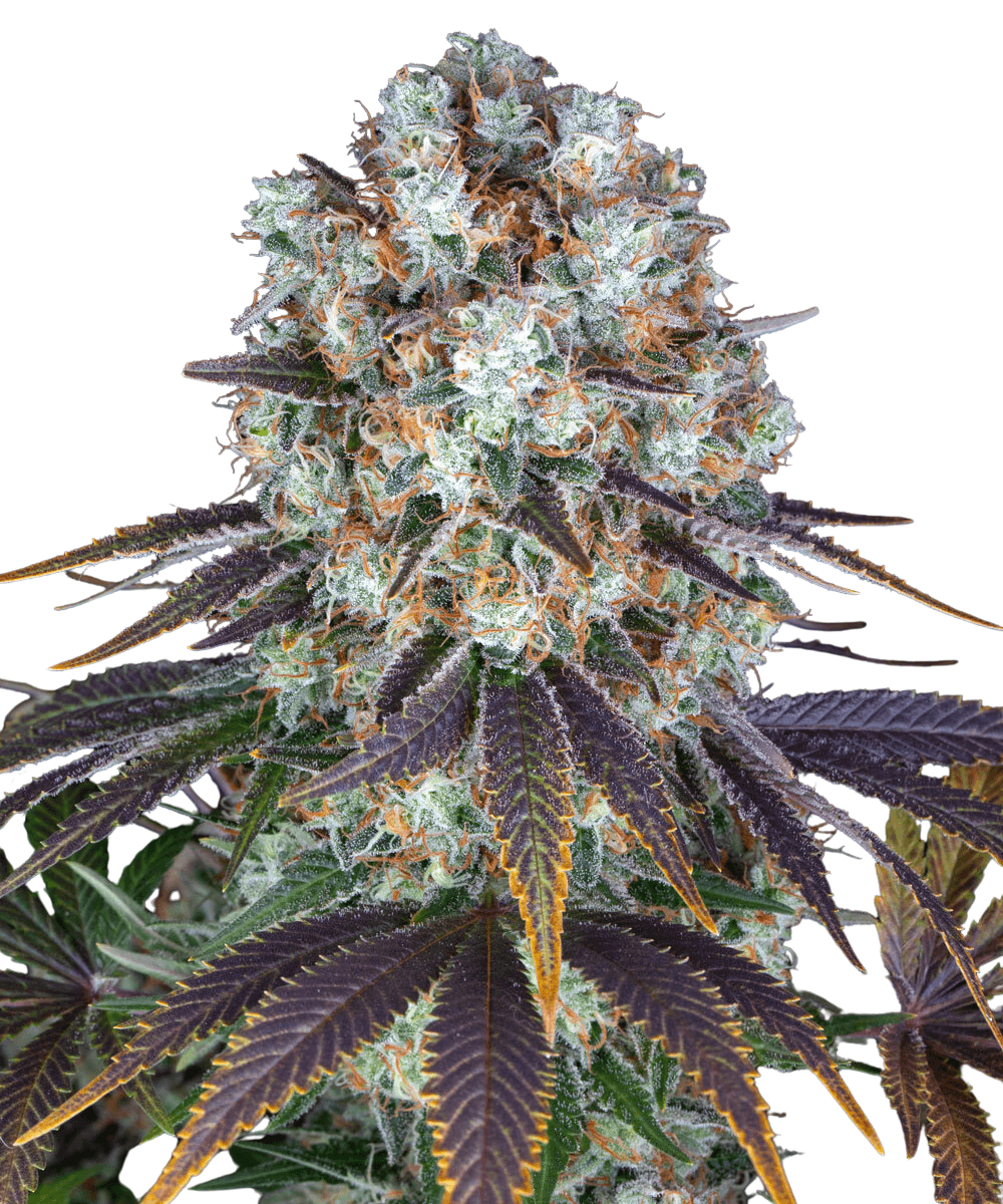 Med. Cannabis