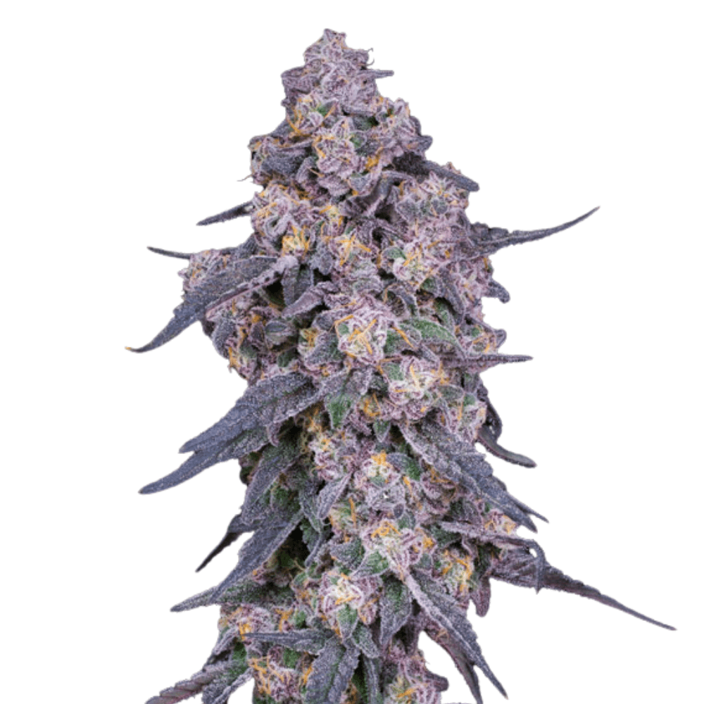Cannabis der Sorte Bubblegum Kush Mintz