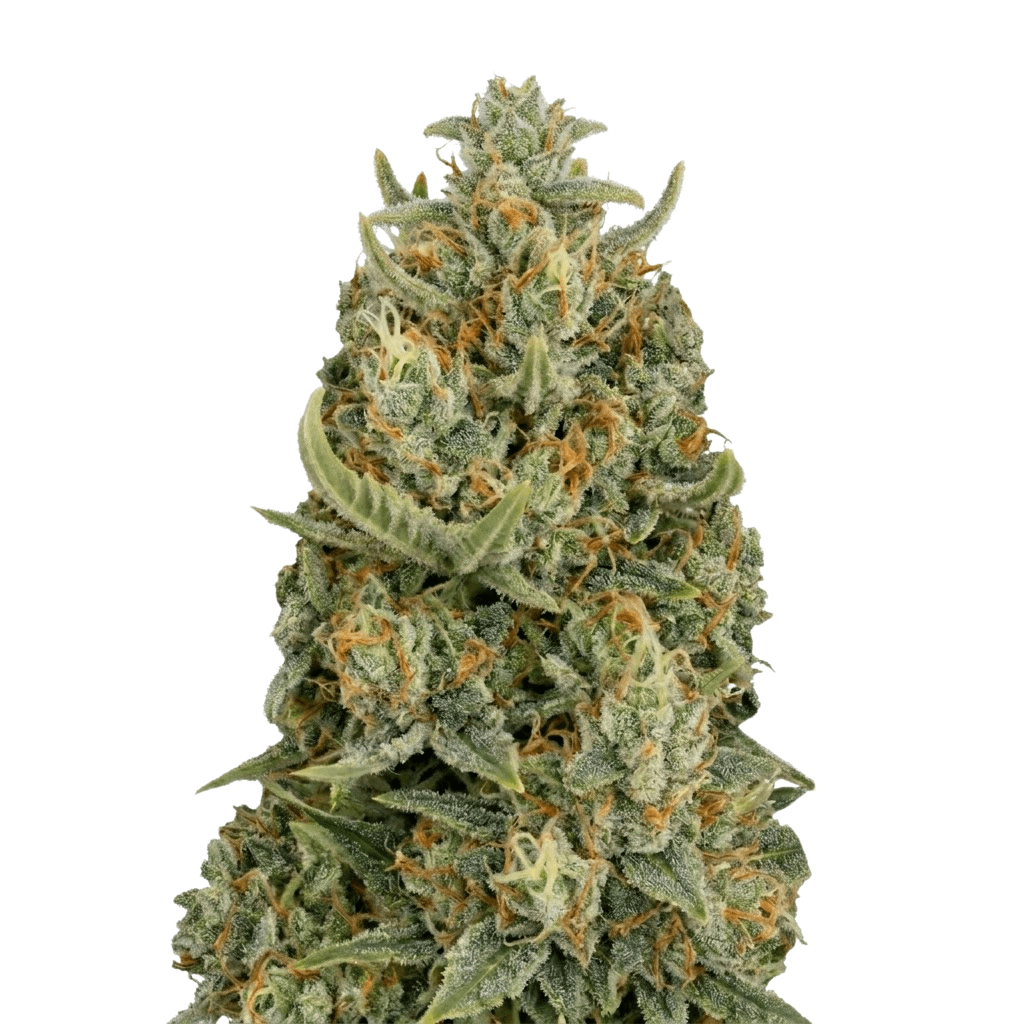 Cannabis der Sorte Bubblegumz