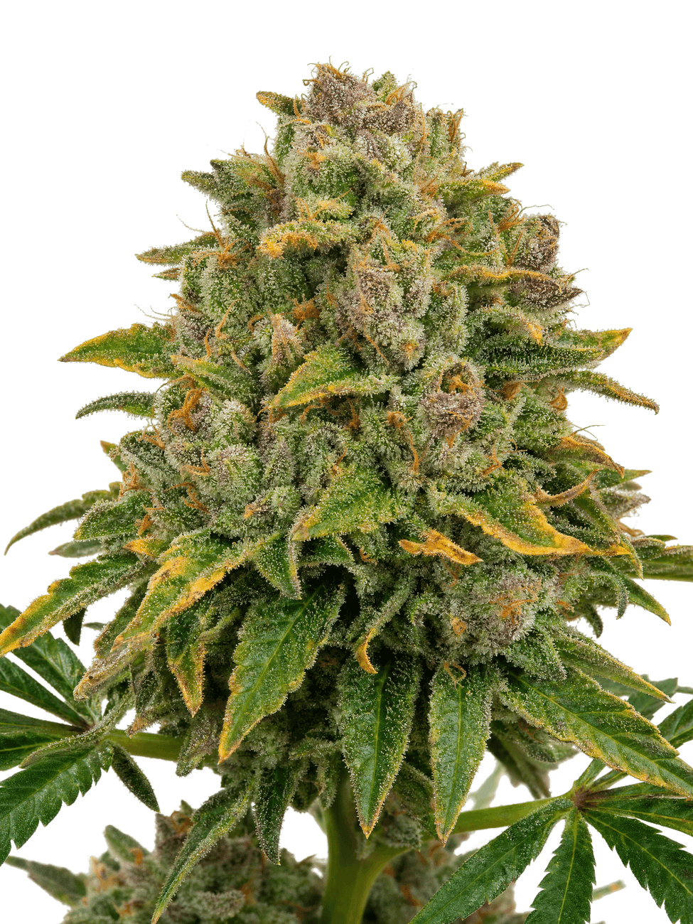 Med. Cannabis