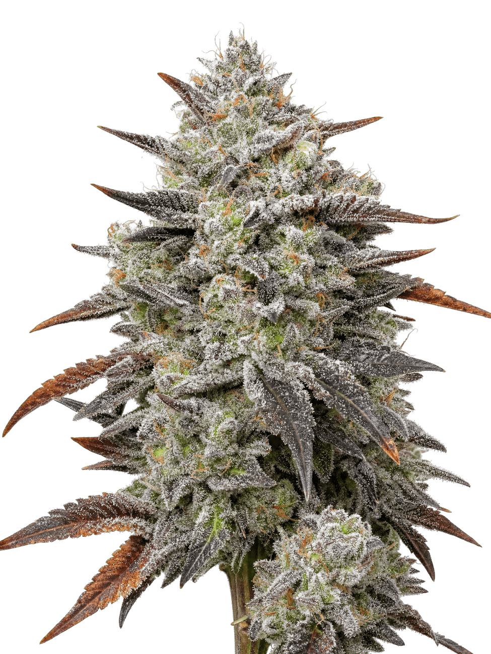 Med. Cannabis