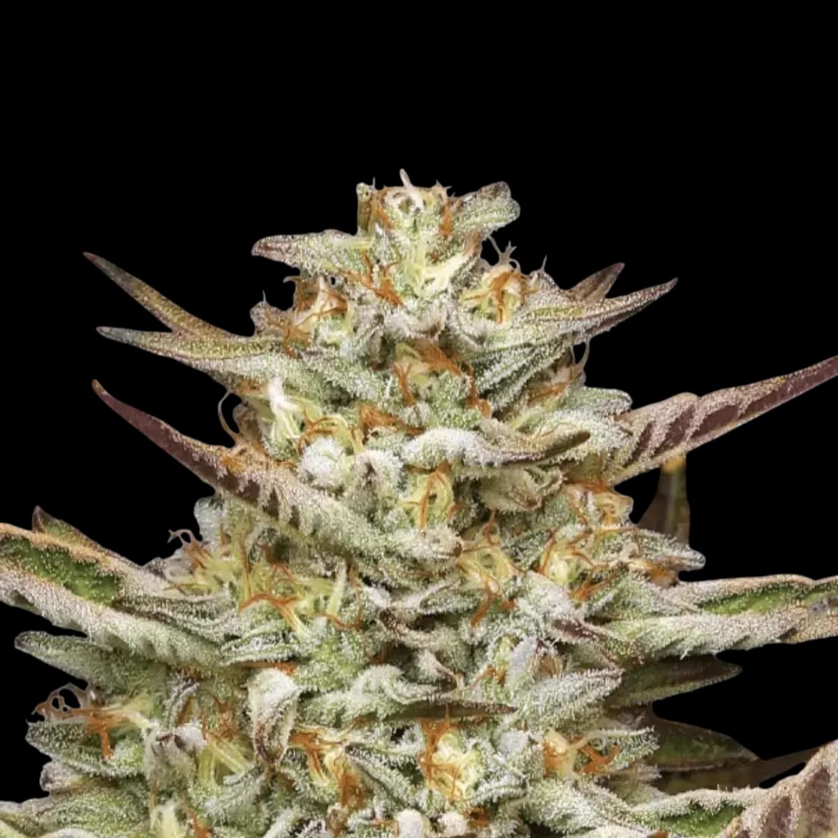 Med. Cannabis