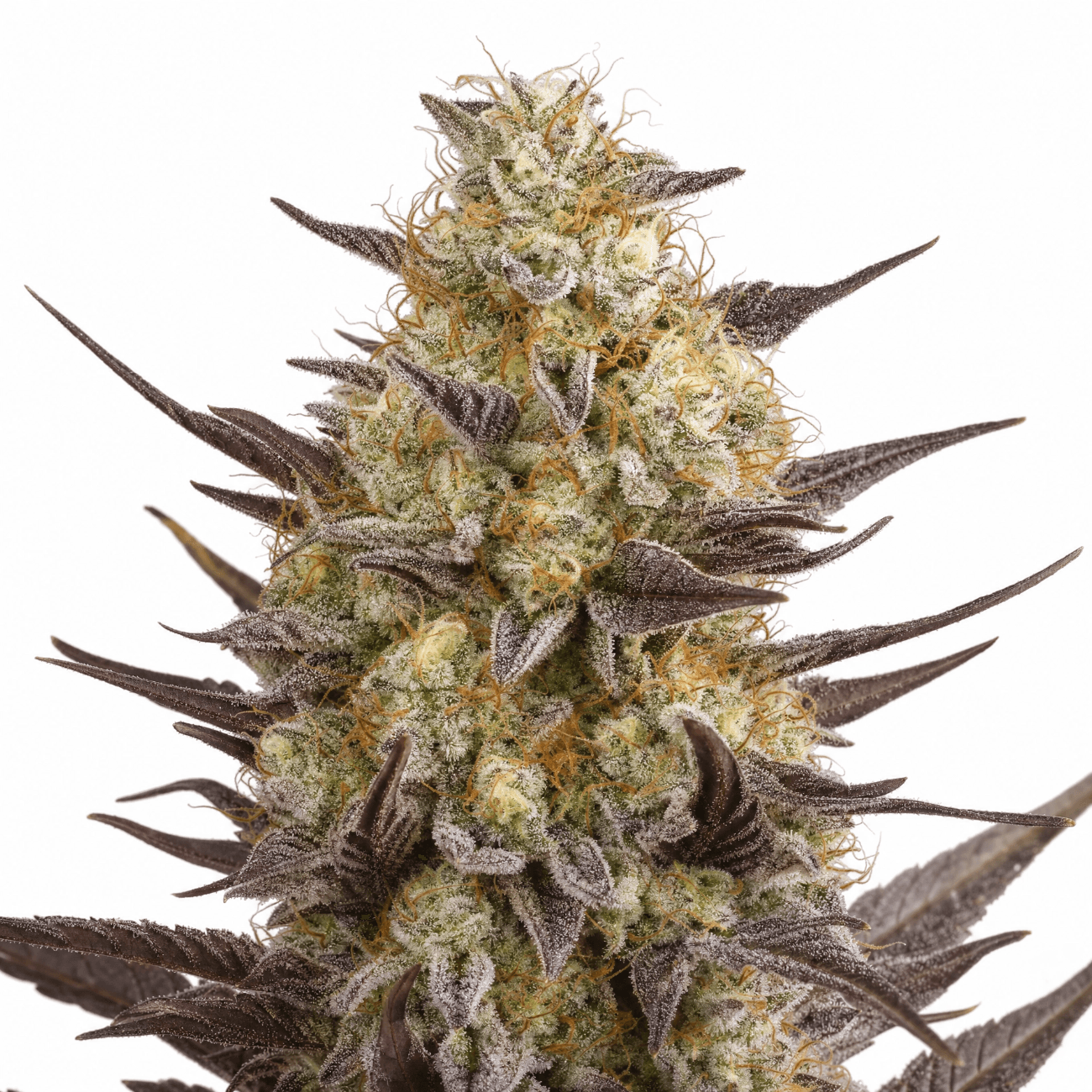 Med. Cannabis