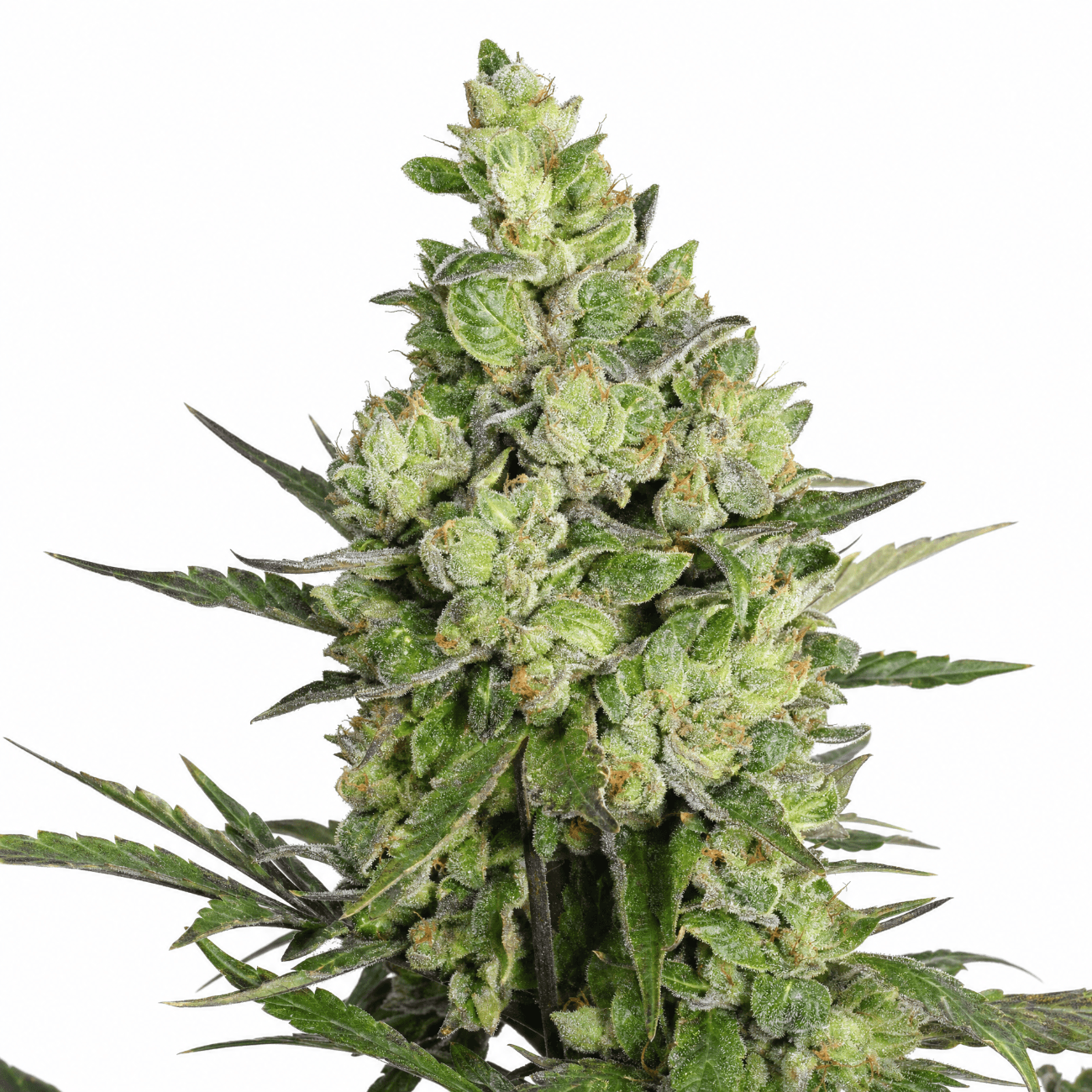 Med. Cannabis