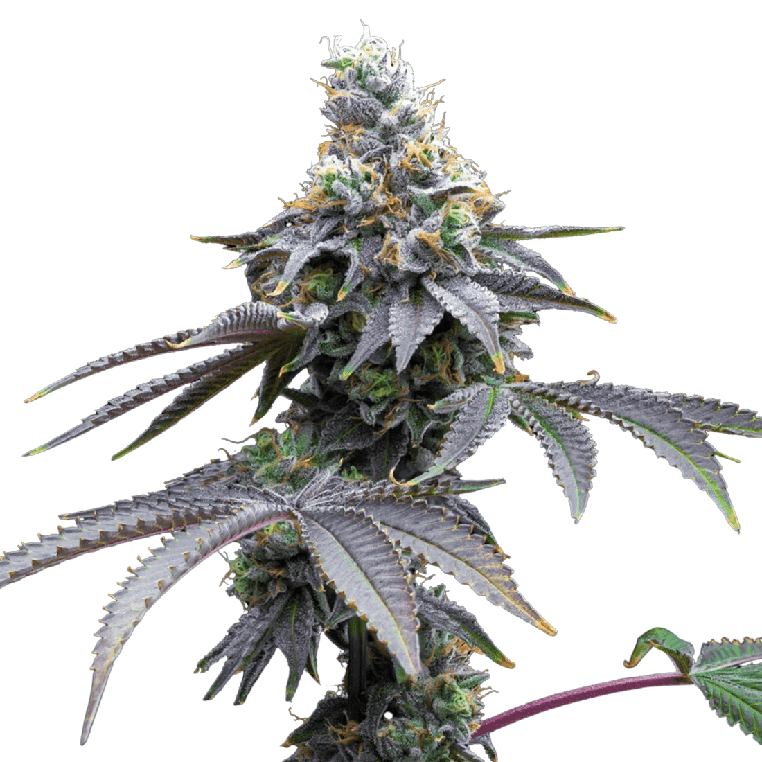 Med. Cannabis