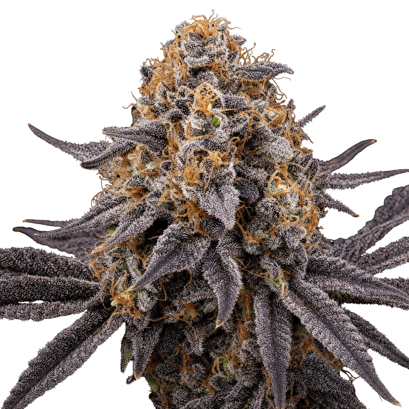 Med. Cannabis