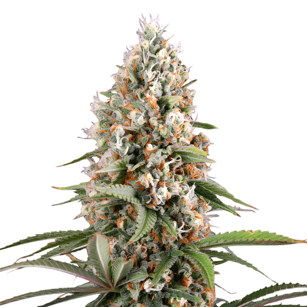 Med. Cannabis