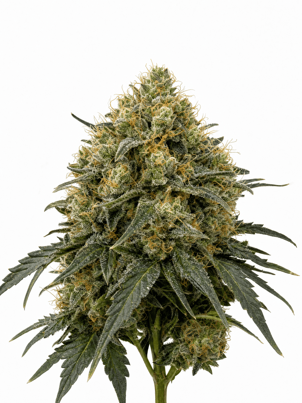 Med. Cannabis