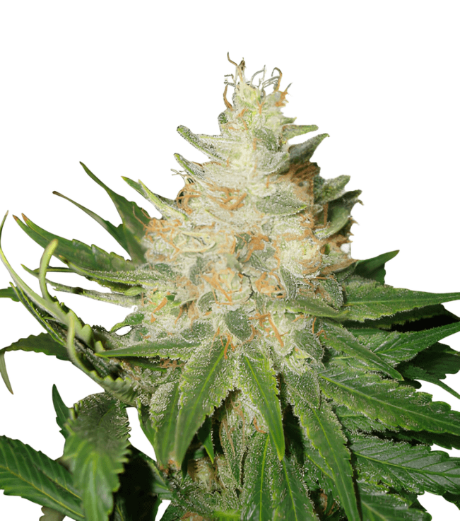 Med. Cannabis