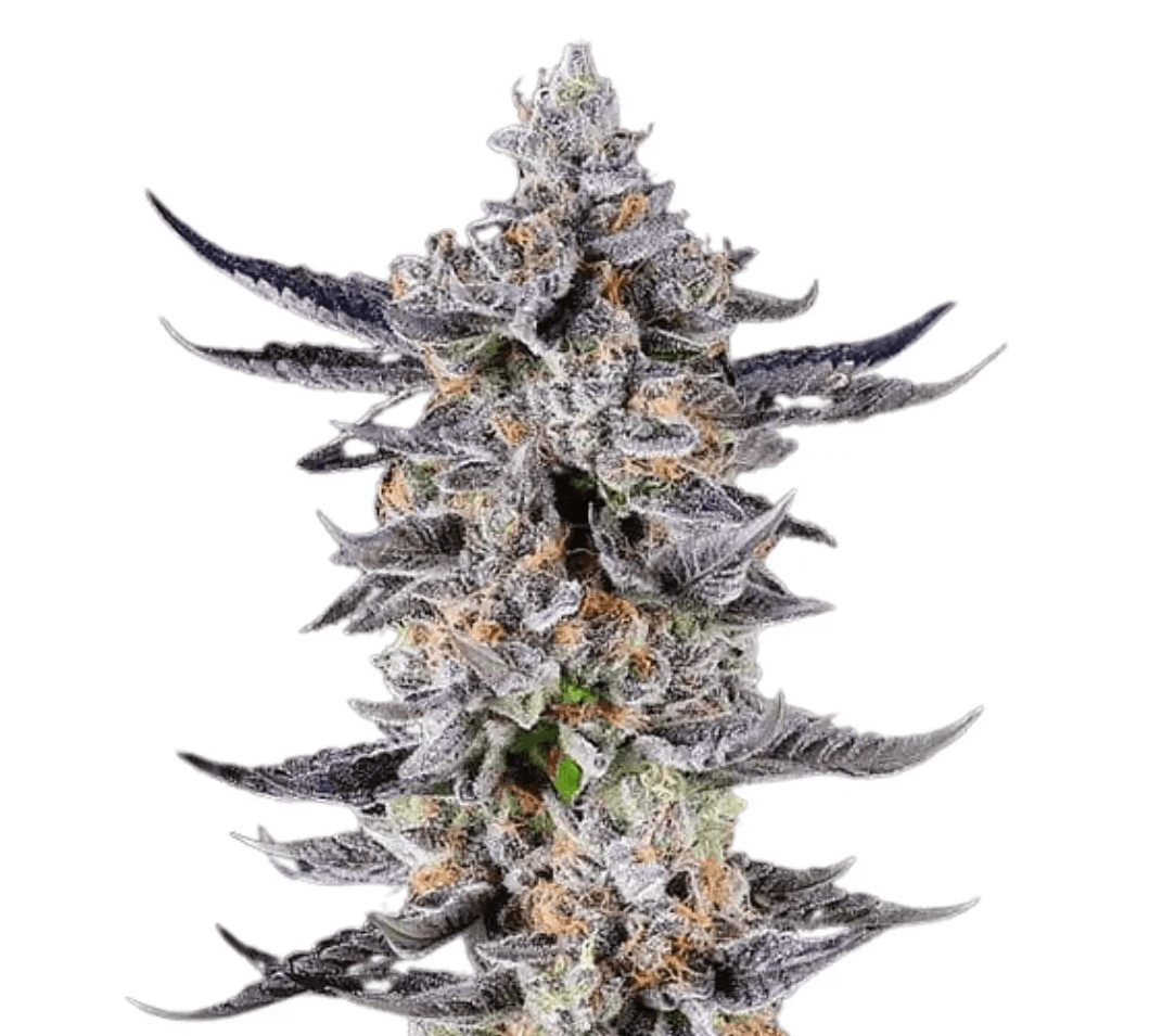 Cannabis der Sorte Ceremony Tart C