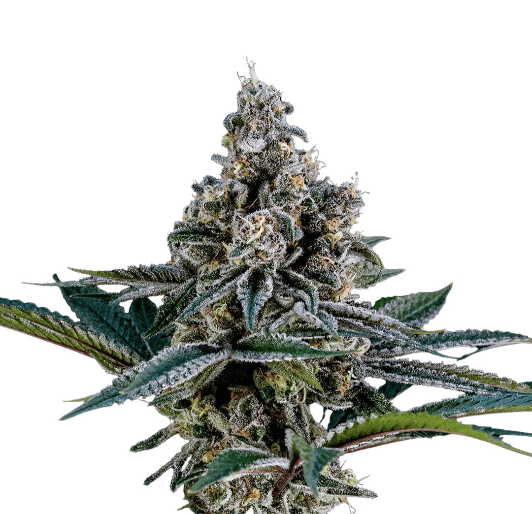Med. Cannabis