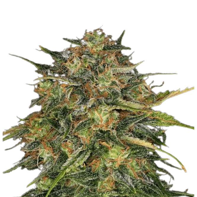 Med. Cannabis