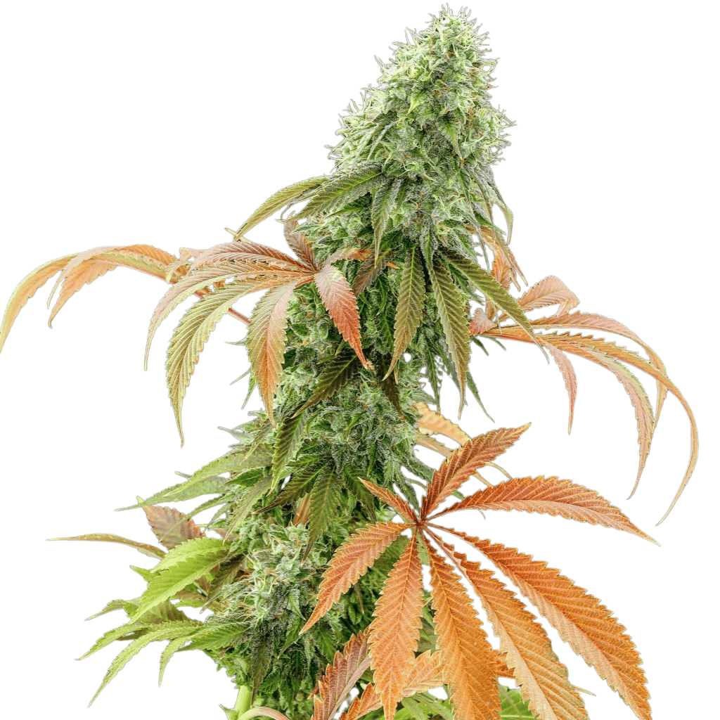 Cannabis der Sorte Chem Brulee