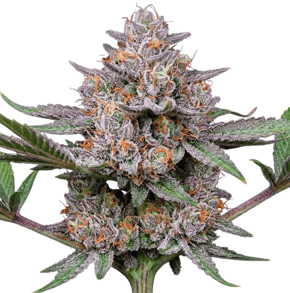 Cannabis der Sorte Cherry Cheesecake
