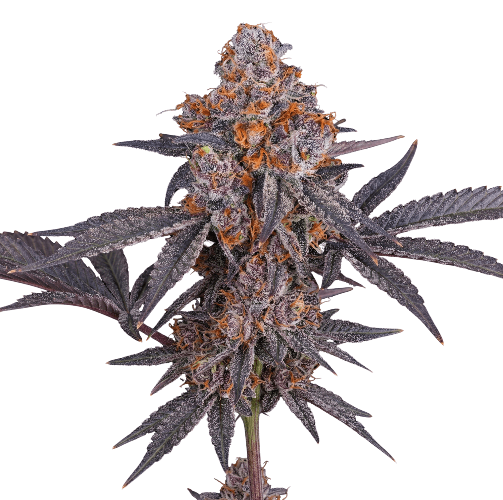 Med. Cannabis