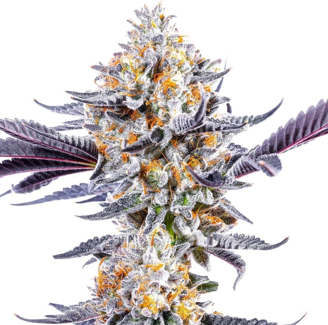 Med. Cannabis