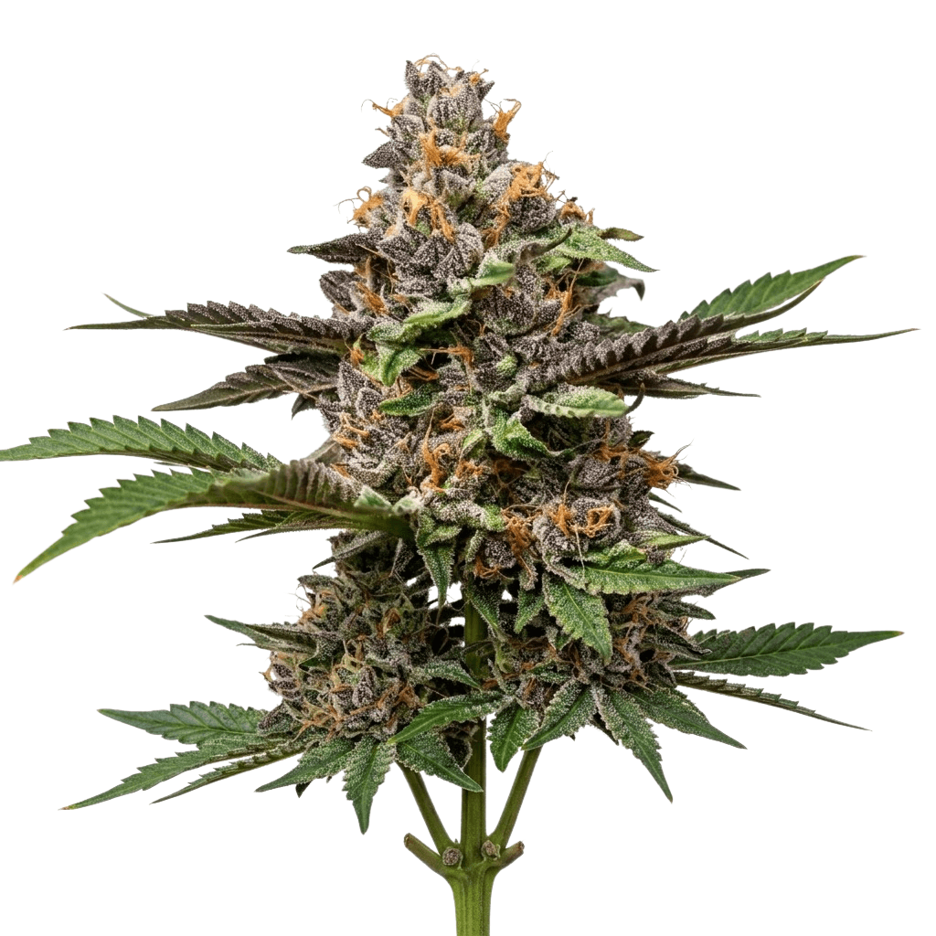 Cannabis der Sorte Chocolate Biscotti