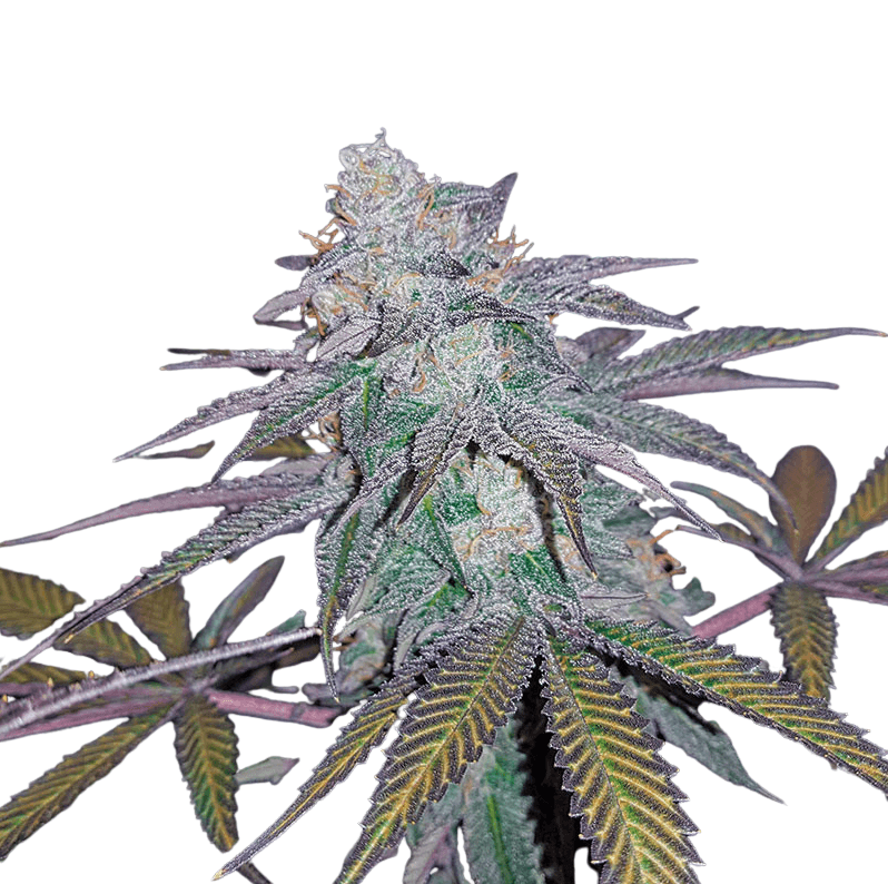 Cannabis der Sorte Chocolate Mint