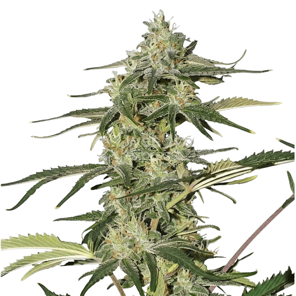 Cannabis der Sorte Chocolate Thai