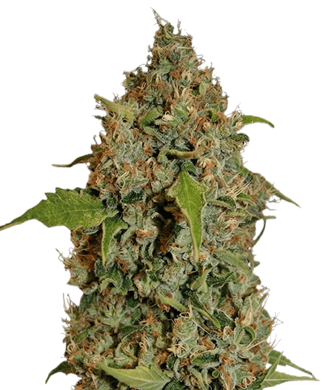 Med. Cannabis