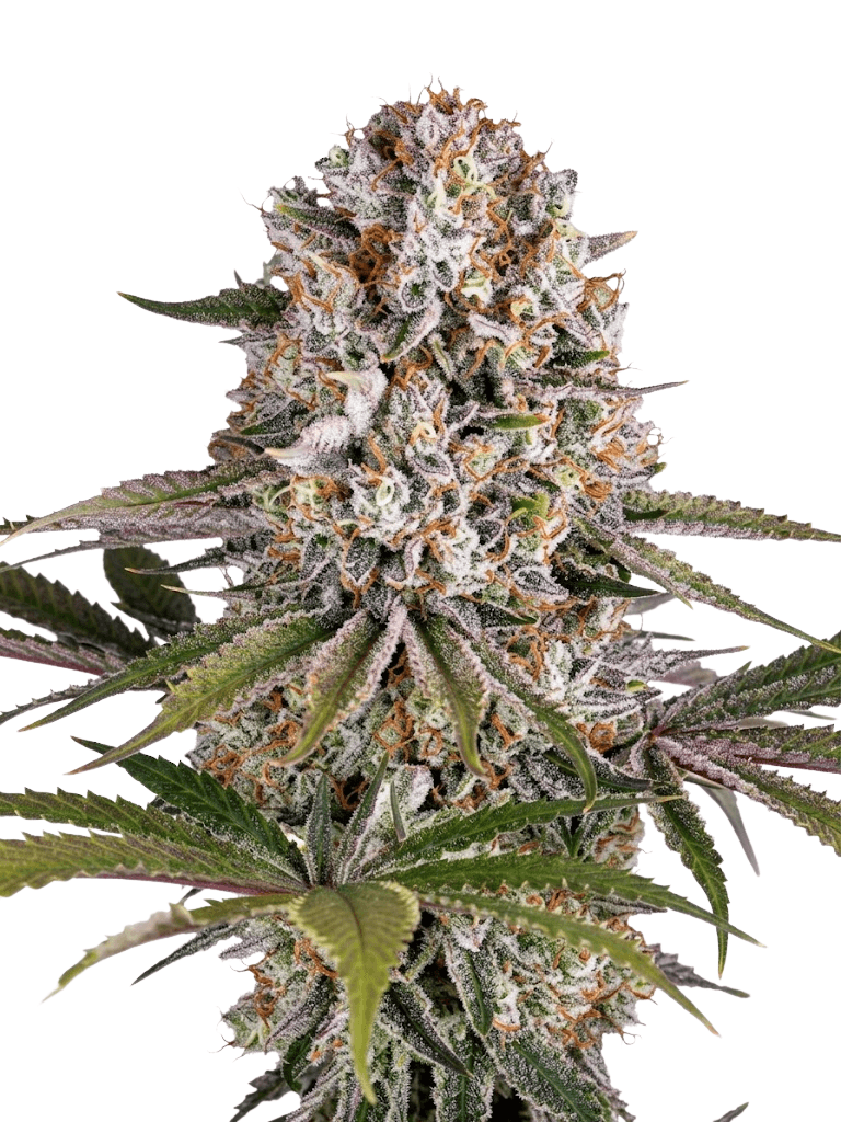 Med. Cannabis