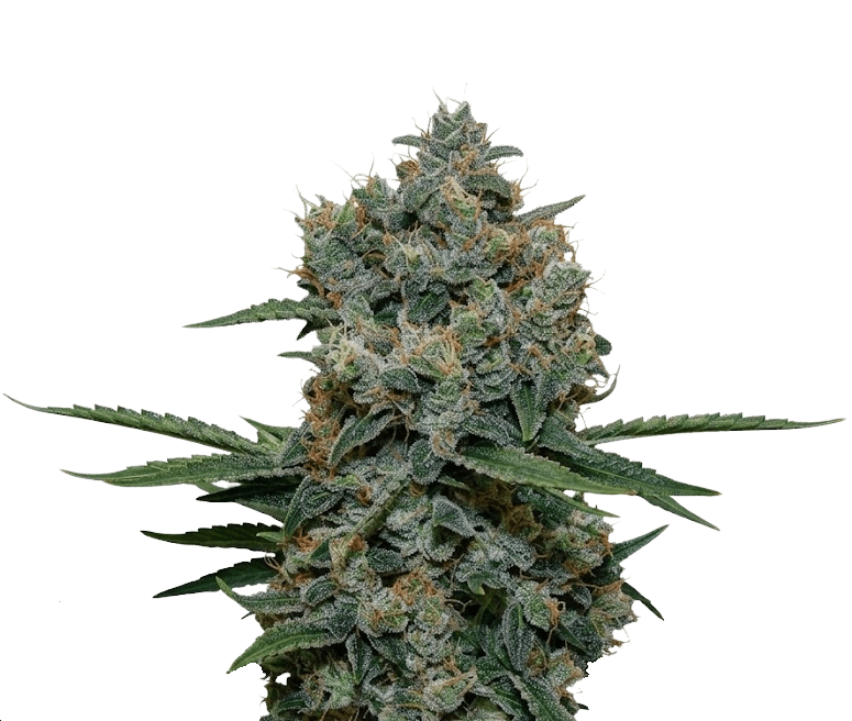 Med. Cannabis