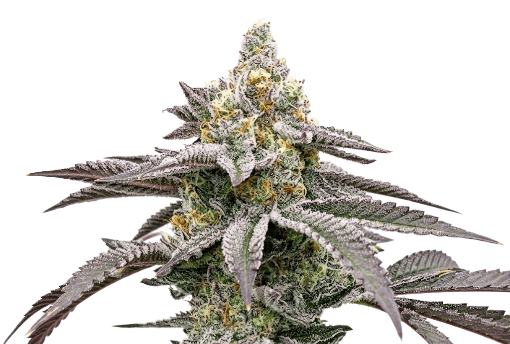 Med. Cannabis