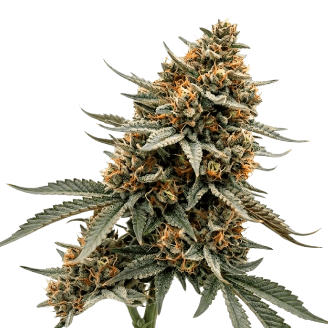 Cannabis der Sorte Citrus Candy Kush