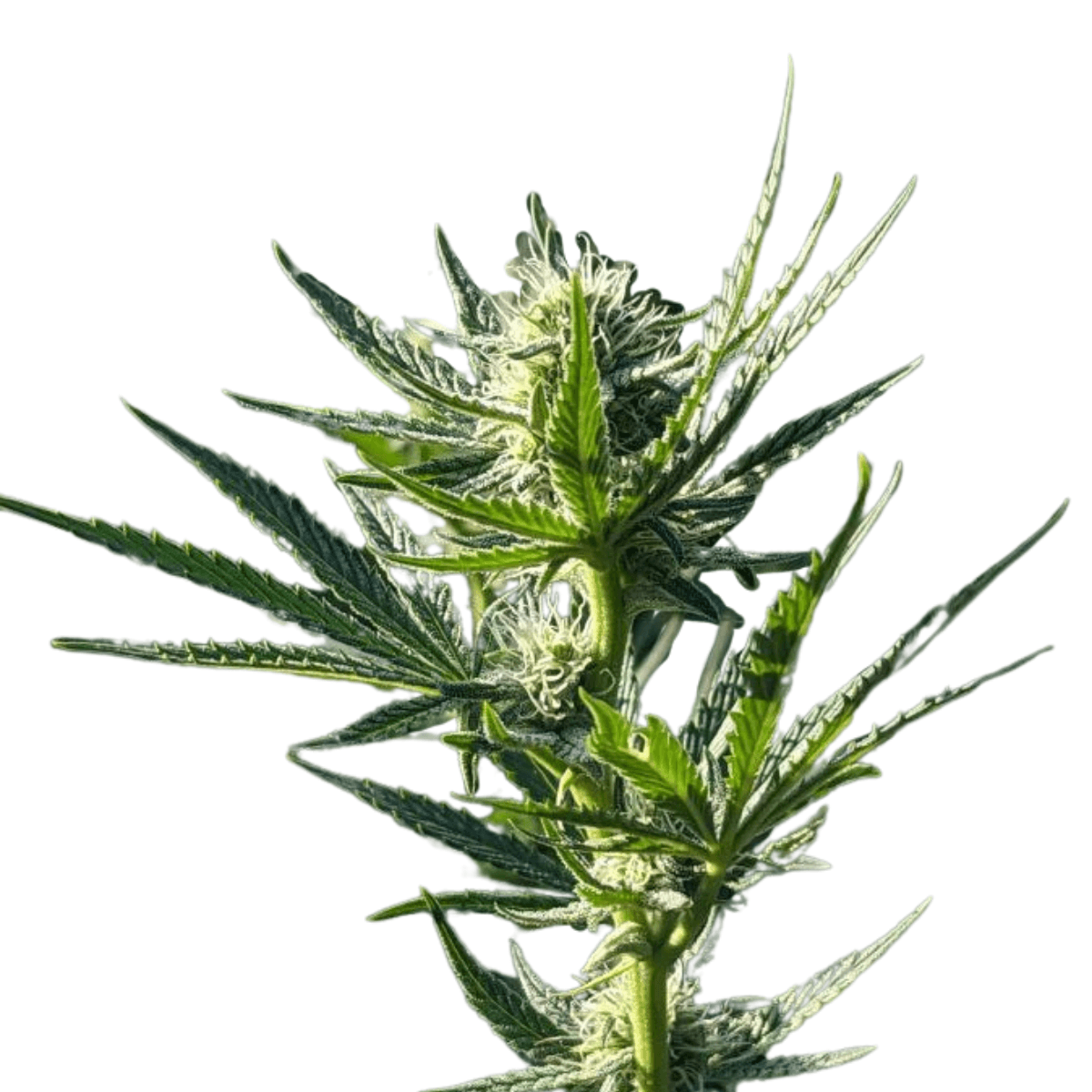 Med. Cannabis
