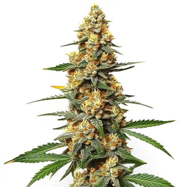 Cannabis der Sorte Critical 47