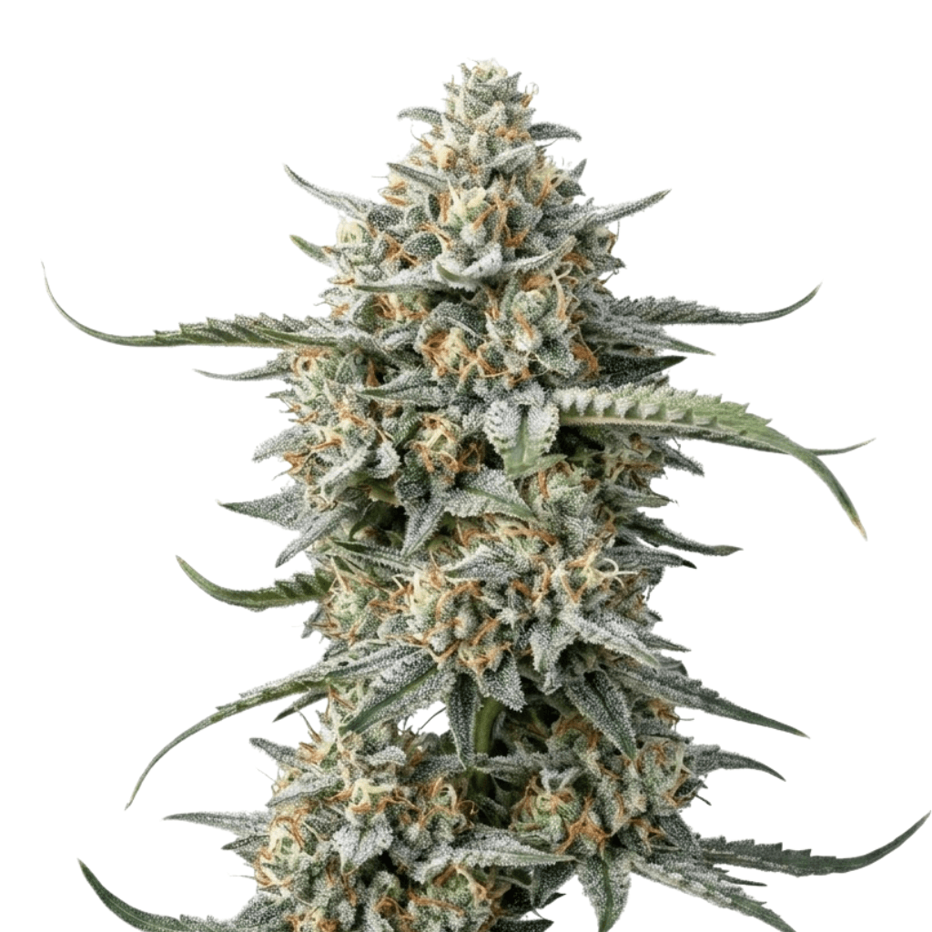 Cannabis der Sorte Cush N Smoke