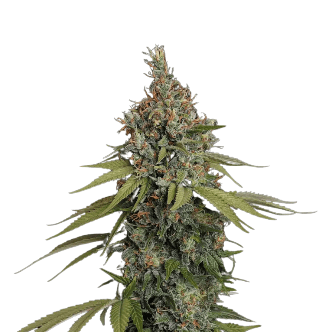 Cannabis der Sorte Delahaze