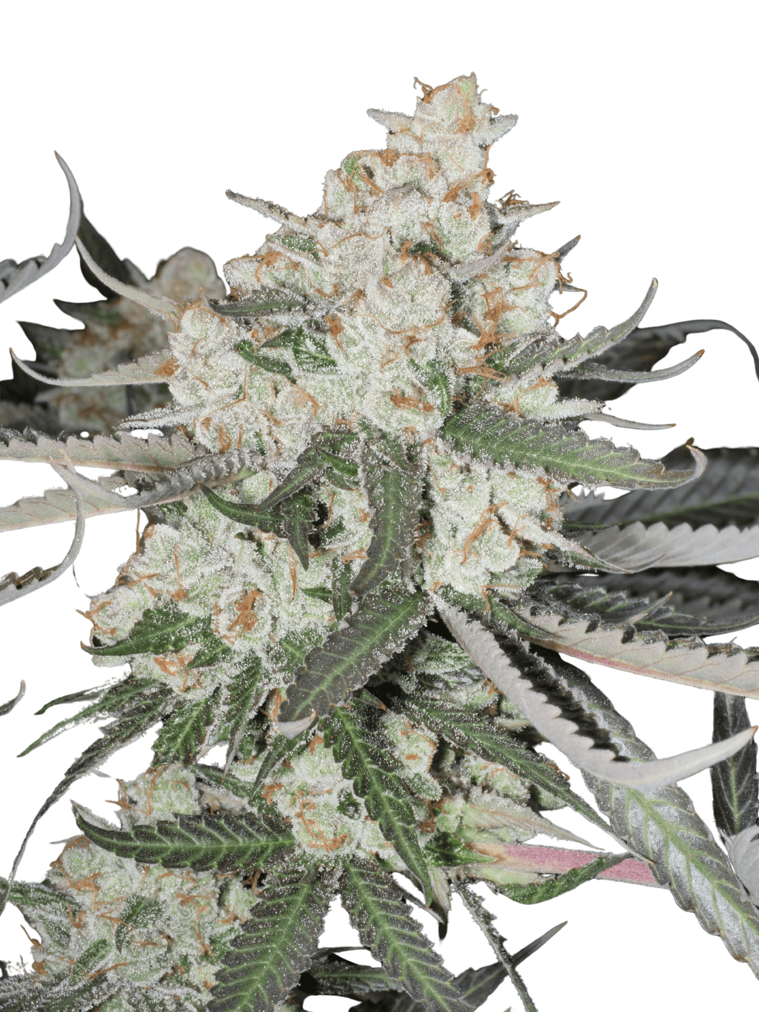 Cannabis der Sorte Drama Queen