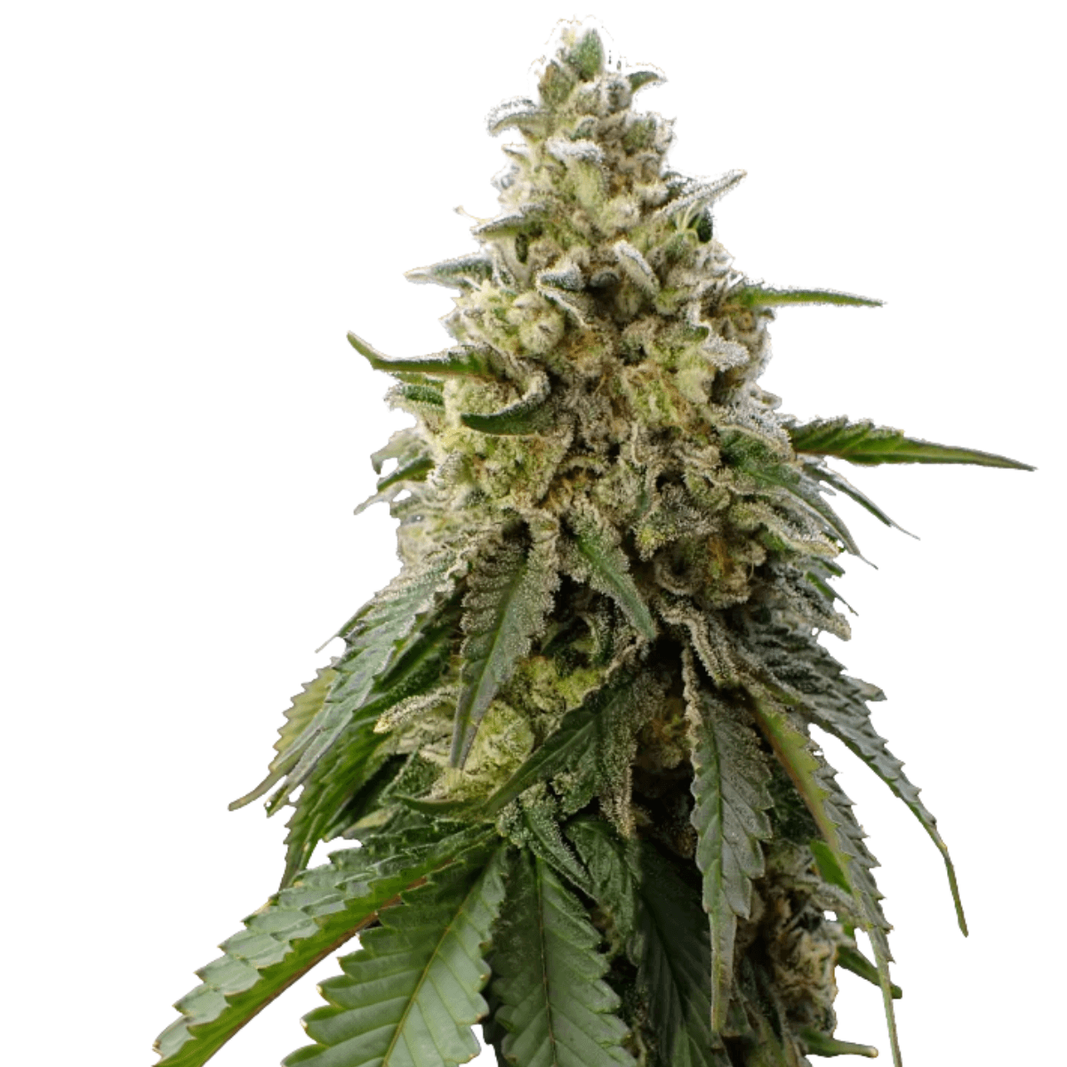 Cannabis der Sorte Dulce de Papaya