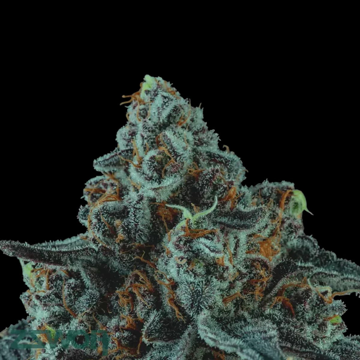 Med. Cannabis