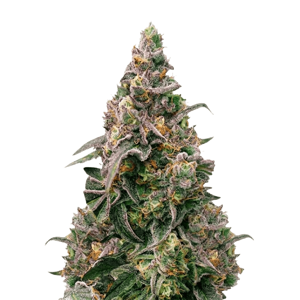 Cannabis der Sorte Frosted Platin Girl