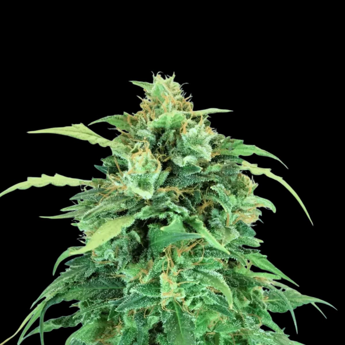 Med. Cannabis