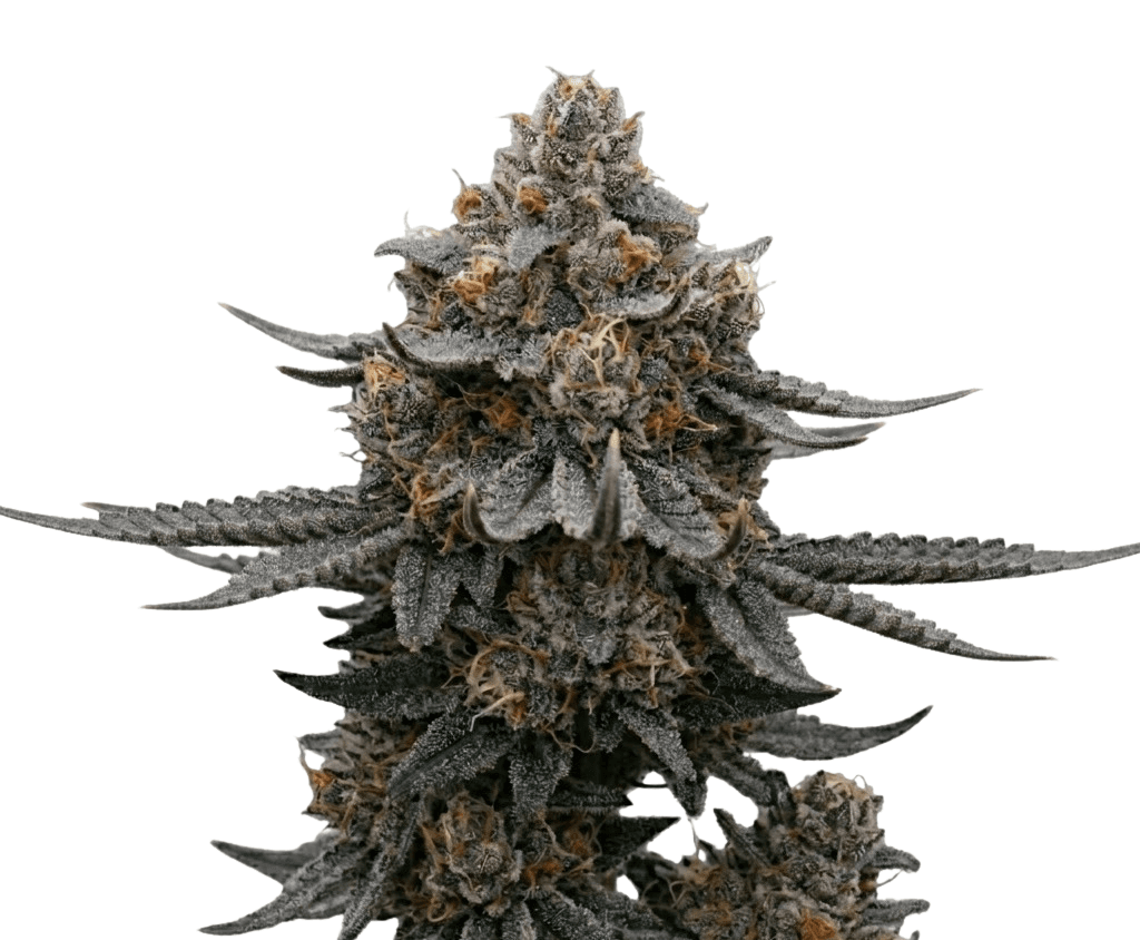 Cannabis der Sorte Game Over #4