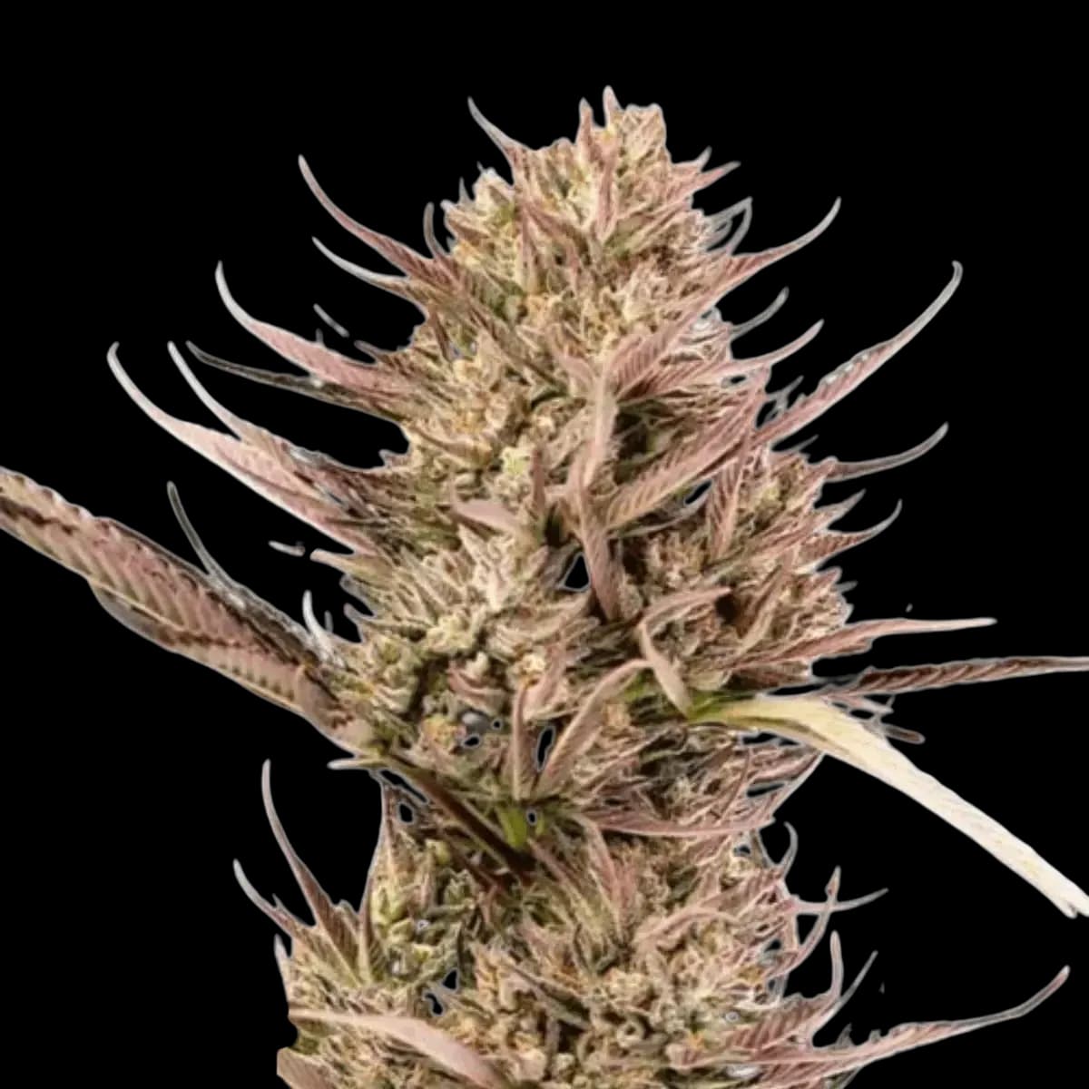 Med. Cannabis