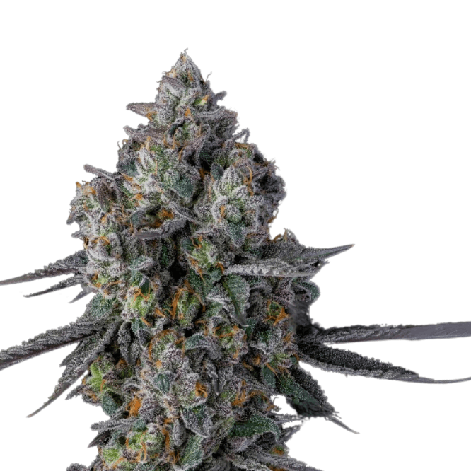 Cannabis der Sorte Gastro Pop #5