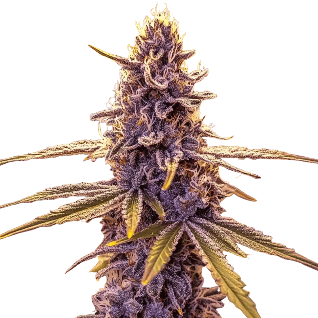 Med. Cannabis