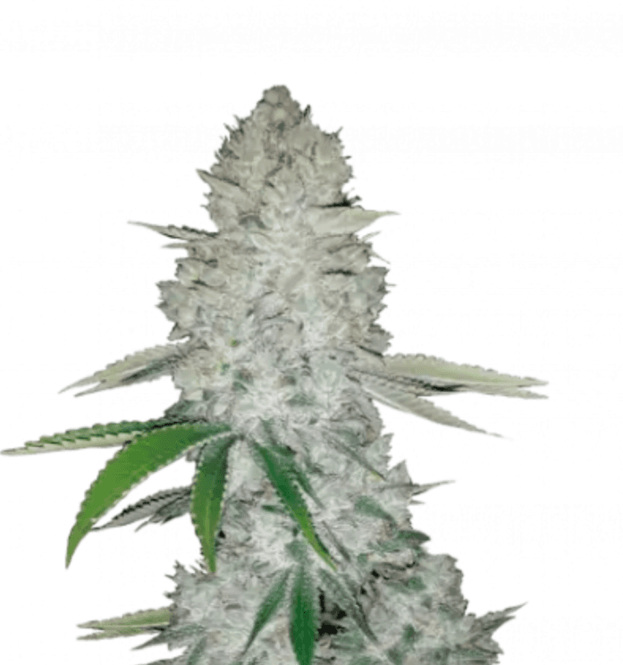 Cannabis der Sorte Gorilla Glue