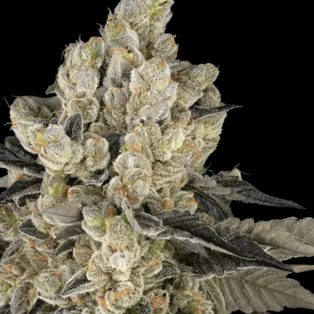 Med. Cannabis