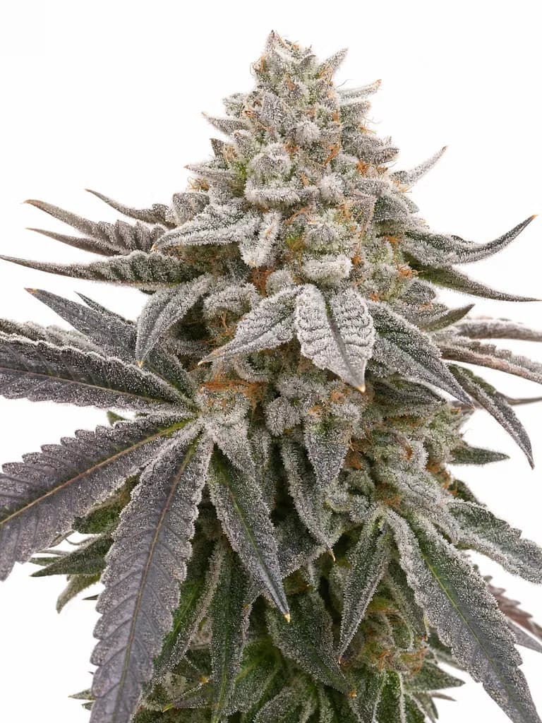 Med. Cannabis