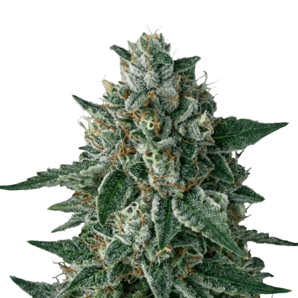 Cannabis der Sorte Honeydew Haze