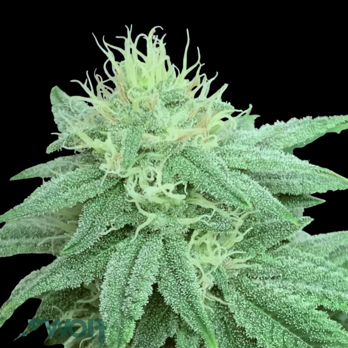 Med. Cannabis